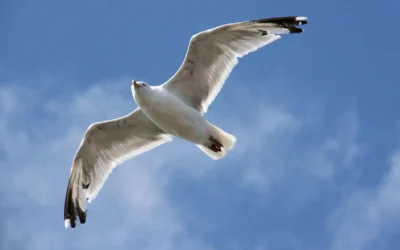 Martı Jonathan Livingston